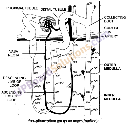 UP Board Solutions for Class 11 Biology Chapter 19 Excretory Products and their Elimination image 1
