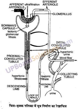 UP Board Solutions for Class 11 Biology Chapter 19 Excretory Products and their Elimination image 5