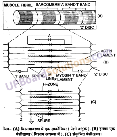 UP Board Solutions for Class 11 Biology Chapter 20 Locomotion and Movement image 1