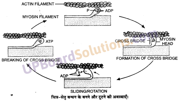 UP Board Solutions for Class 11 Biology Chapter 20 Locomotion and Movement image 2