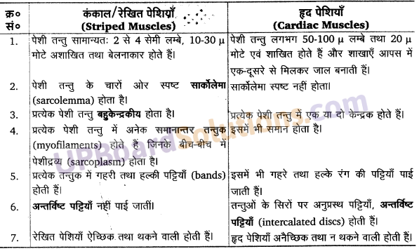UP Board Solutions for Class 11 Biology Chapter 20 Locomotion and Movement image 10