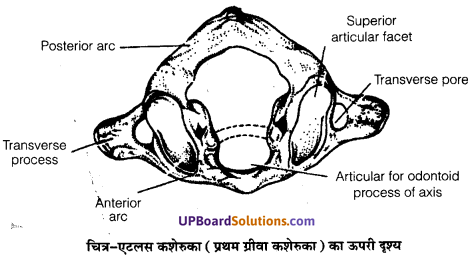 UP Board Solutions for Class 11 Biology Chapter 20 Locomotion and Movement image 12