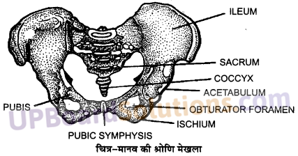 UP Board Solutions for Class 11 Biology Chapter 20 Locomotion and Movement image 13