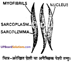 UP Board Solutions for Class 11 Biology Chapter 20 Locomotion and Movement image 14