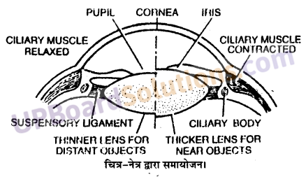 UP Board Solutions for Class 11 Biology Chapter 21 Neural Control and Coordination image 14