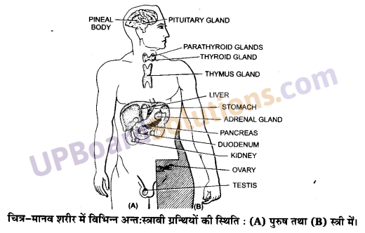 UP Board Solutions for Class 11 Biology Chapter 22 Chemical Coordination and Integration image 1