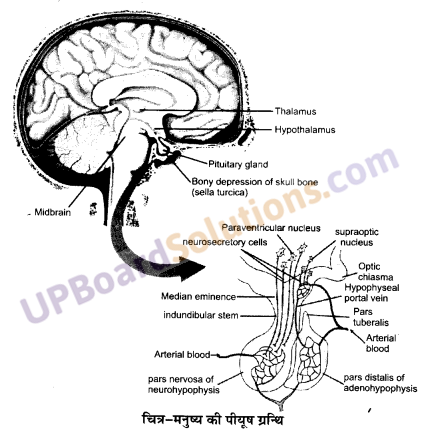 UP Board Solutions for Class 11 Biology Chapter 22 Chemical Coordination and Integration image 8