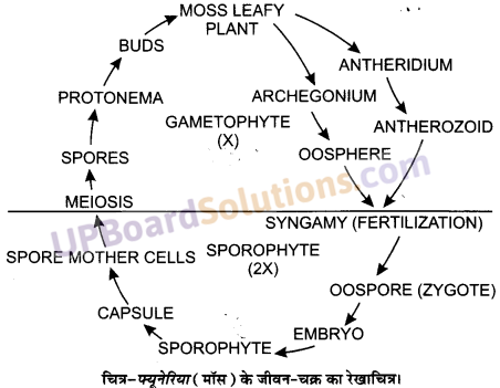 UP Board Solutions for Class 11 Biology Chapter 3 Plant Kingdom image 1