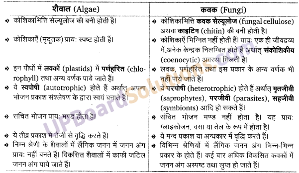 UP Board Solutions for Class 11 Biology Chapter 3 Plant Kingdom image 13