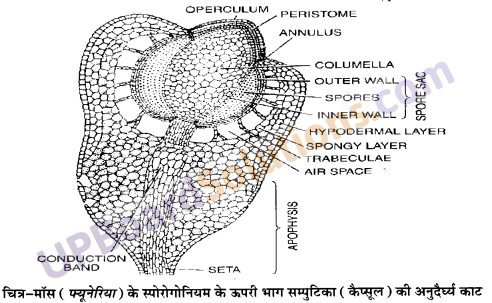 UP Board Solutions for Class 11 Biology Chapter 3 Plant Kingdom image 14