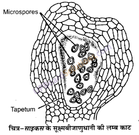 UP Board Solutions for Class 11 Biology Chapter 3 Plant Kingdom image 16