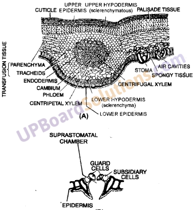 UP Board Solutions for Class 11 Biology Chapter 3 Plant Kingdom image 17