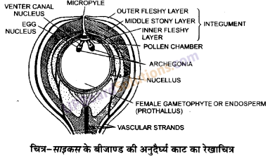 UP Board Solutions for Class 11 Biology Chapter 3 Plant Kingdom image 18