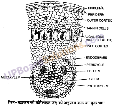 UP Board Solutions for Class 11 Biology Chapter 3 Plant Kingdom image 19