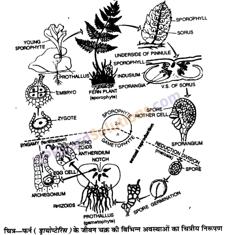 UP Board Solutions for Class 11 Biology Chapter 3 Plant Kingdom image 21