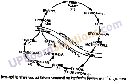 UP Board Solutions for Class 11 Biology Chapter 3 Plant Kingdom image 22