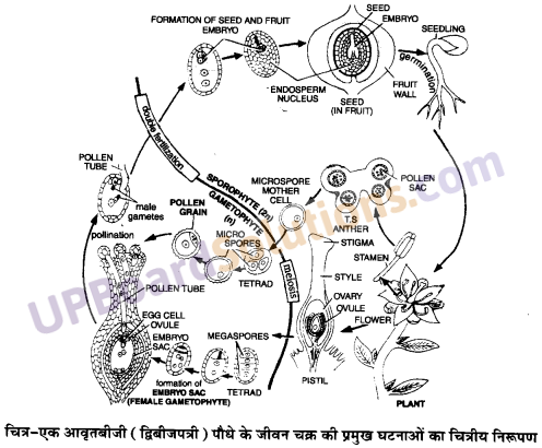 UP Board Solutions for Class 11 Biology Chapter 3 Plant Kingdom image 23