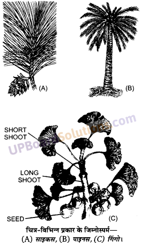 UP Board Solutions for Class 11 Biology Chapter 3 Plant Kingdom image 8