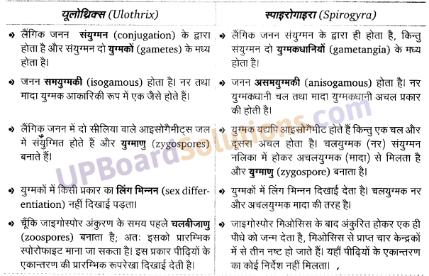 UP Board Solutions for Class 11 Biology Chapter 3 Plant Kingdom image 9