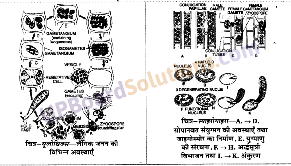 UP Board Solutions for Class 11 Biology Chapter 3 Plant Kingdom image 10