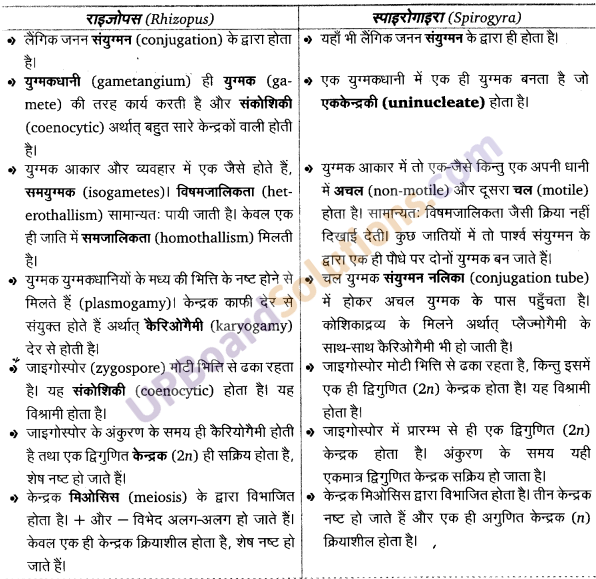 UP Board Solutions for Class 11 Biology Chapter 3 Plant Kingdom image 11