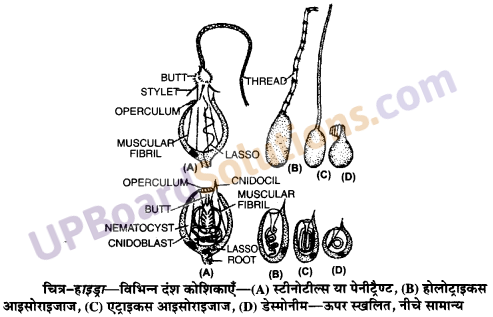 UP Board Solutions for Class 11 Biology Chapter 4 Animal Kingdom image 15