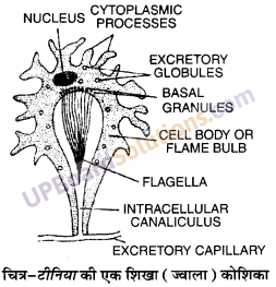 UP Board Solutions for Class 11 Biology Chapter 4 Animal Kingdom image 16