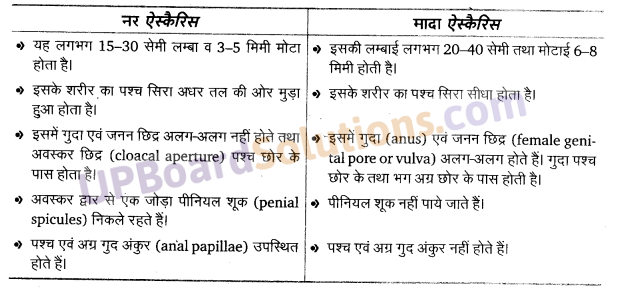 UP Board Solutions for Class 11 Biology Chapter 4 Animal Kingdom image 17