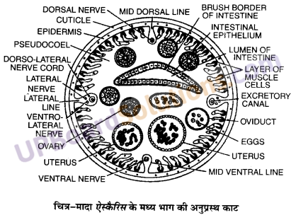 UP Board Solutions for Class 11 Biology Chapter 4 Animal Kingdom image 18