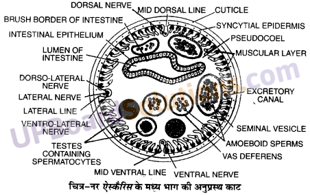 UP Board Solutions for Class 11 Biology Chapter 4 Animal Kingdom image 19