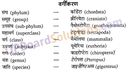 UP Board Solutions for Class 11 Biology Chapter 4 Animal Kingdom image 22