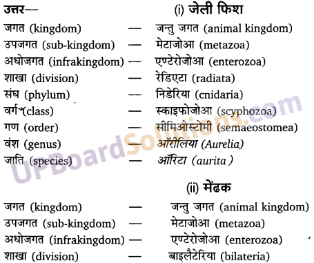 UP Board Solutions for Class 11 Biology Chapter 4 Animal Kingdom image 23