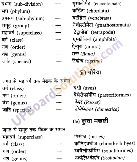 UP Board Solutions for Class 11 Biology Chapter 4 Animal Kingdom image 24