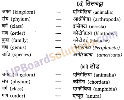 UP Board Solutions for Class 11 Biology Chapter 4 Animal Kingdom image 27