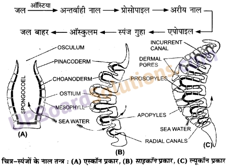 UP Board Solutions for Class 11 Biology Chapter 4 Animal Kingdom image 13