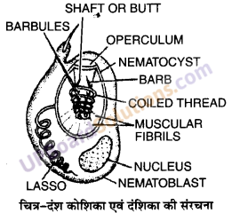 UP Board Solutions for Class 11 Biology Chapter 4 Animal Kingdom image 14