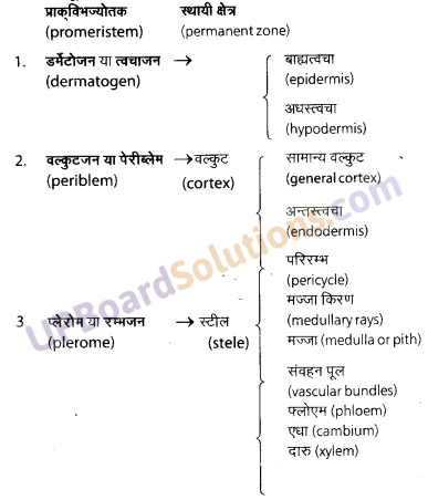 UP Board Solutions for Class 11 Biology Chapter 6 Anatomy of Flowering Plants image 13