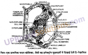 UP Board Solutions for Class 11 Biology Chapter 8 Cell The Unit of Life ...