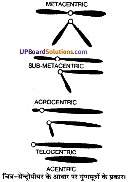 UP Board Solutions for Class 11 Biology Chapter 8 Cell The Unit of Life image 7