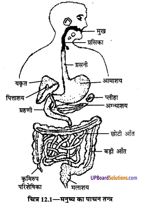 UP Board Solutions for Class 9 Home Science Chapter 12 भोजन का पाचन एवं सम्बन्धित शरीर-क्रिया विज्ञान