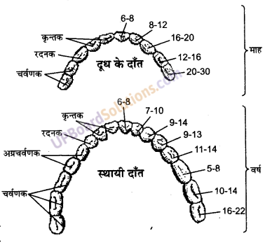 UP Board Solutions for Class 9 Home Science Chapter 12 भोजन का पाचन एवं सम्बन्धित शरीर-क्रिया विज्ञान