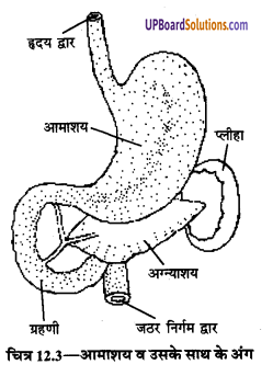 UP Board Solutions for Class 9 Home Science Chapter 12 भोजन का पाचन एवं सम्बन्धित शरीर-क्रिया विज्ञान