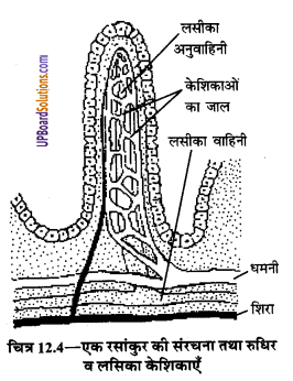 UP Board Solutions for Class 9 Home Science Chapter 12 भोजन का पाचन एवं सम्बन्धित शरीर-क्रिया विज्ञान