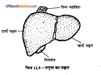 UP Board Solutions for Class 9 Home Science Chapter 12 भोजन का पाचन एवं सम्बन्धित शरीर-क्रिया विज्ञान