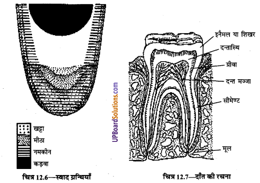 UP Board Solutions for Class 9 Home Science Chapter 12 भोजन का पाचन एवं सम्बन्धित शरीर-क्रिया विज्ञान