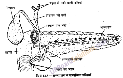 UP Board Solutions for Class 9 Home Science Chapter 12 भोजन का पाचन एवं सम्बन्धित शरीर-क्रिया विज्ञान