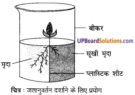 UP Board Solutions for Class 10 Science Chapter 7 Control and Coordination img-5