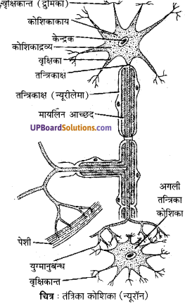 UP Board Solutions for Class 10 Science Chapter 7 Control and Coordination img-6