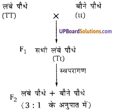 UP Board Solutions for Class 10 Science Chapter 9 Heredity and Evolution img-1