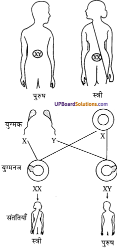 UP Board Solutions for Class 10 Science Chapter 9 Heredity and Evolution img-3